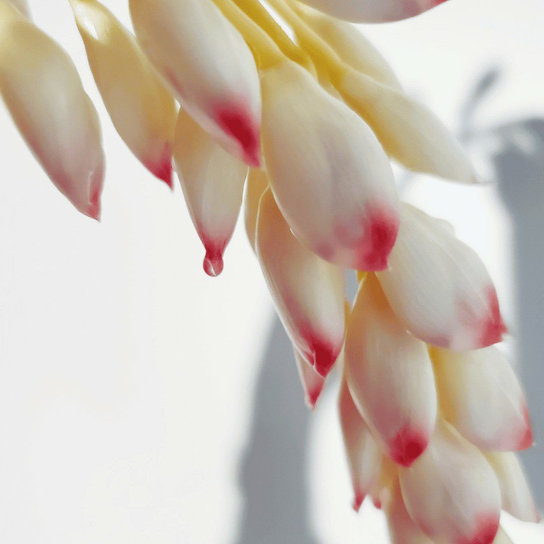 月桃花